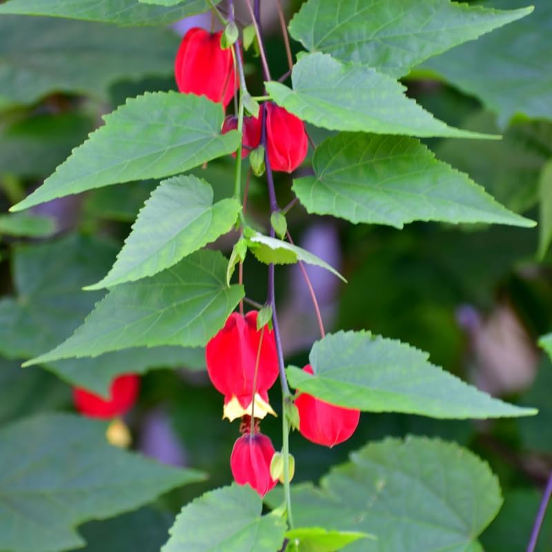 3 Abutilon Plants, 3 to 6 Inch Abutilon Plant Live for Outdoor Garden, Lantern Plant Starter Plugs