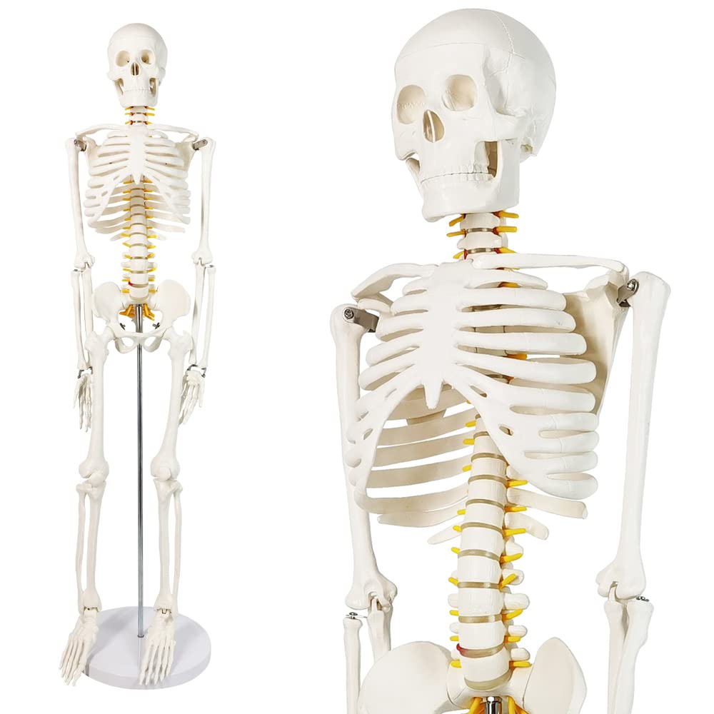Human Skeleton Model for Anatomy 34" Tall Life Size Skeleton with Detachable Metal Base for Classroom Teaching and Lab Study