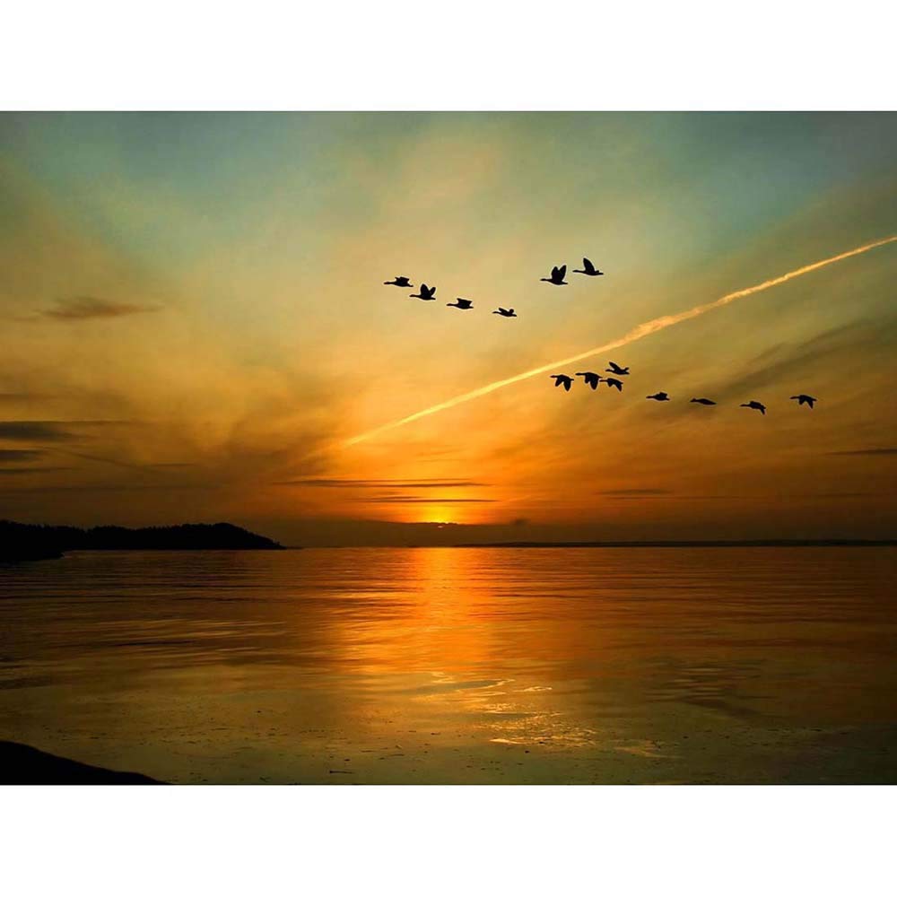 Wee Blue Coo Geese Bird Formation Sunset Lake Art Print Poster Wall Decor 12X16 Inch
