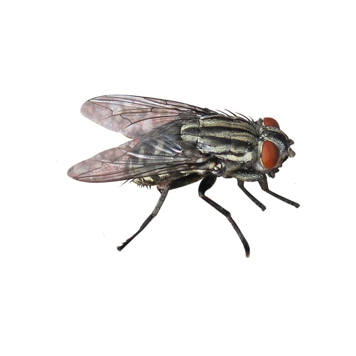 Flortis Esca attrattiva mosche per la cattura delle mosche. Prodotto biocida uso esterno. 3 dosi per 500ml di trappola mosche esterno. Esca mosca, moscone e insetti. Antimosche attrattivo granulare.