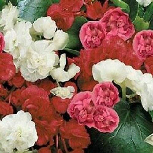 100 Seeds of Begonia Emperor Mixed Pelleted
