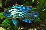 SOBAKEN Electric Blue Acara Live Freshwater Aquarium Fish