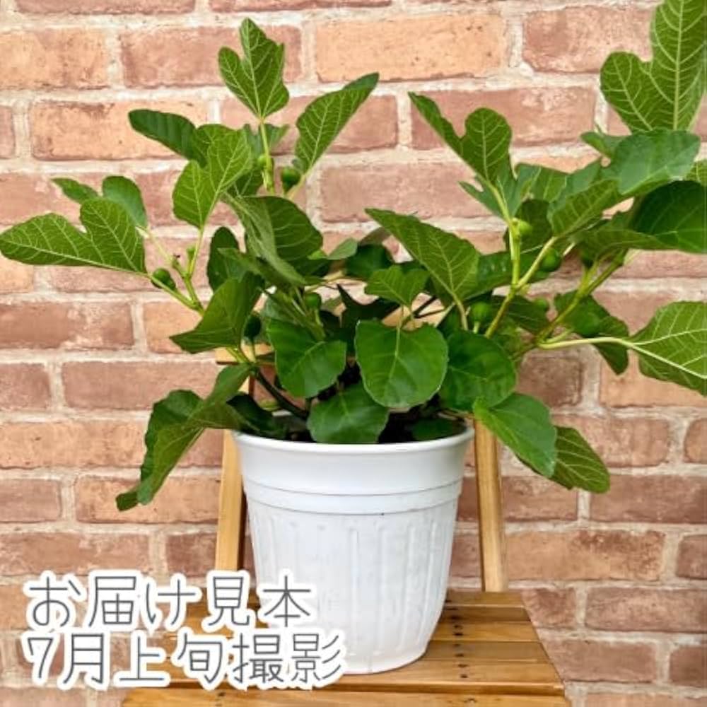 Amazon.co.jp: 果樹苗 イチジク 苗木 ホワイトイスキア (千成イチジク