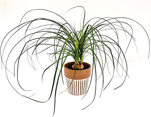 POWERS TO FLOWERS - BEAUCARNEA RECURVATA NOLINA, MANGIAFUMO, IN VASO CERAMICA CON DECORAZIONI, pianta vera