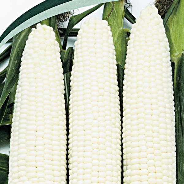 シリアル　4枚　とうもろこし様 EAトCO ヨシカワ ポロ コーンピーラー イイトコ Poro corn