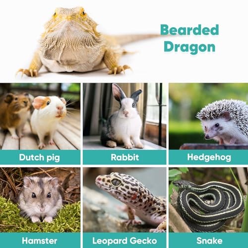 Image of LIKZINWA Bearded Dragon Lizard Leash Harness,4 Size Pack Adjustable Small Animal Harness for Reptile and Small pet (New Dinosaur Wing)