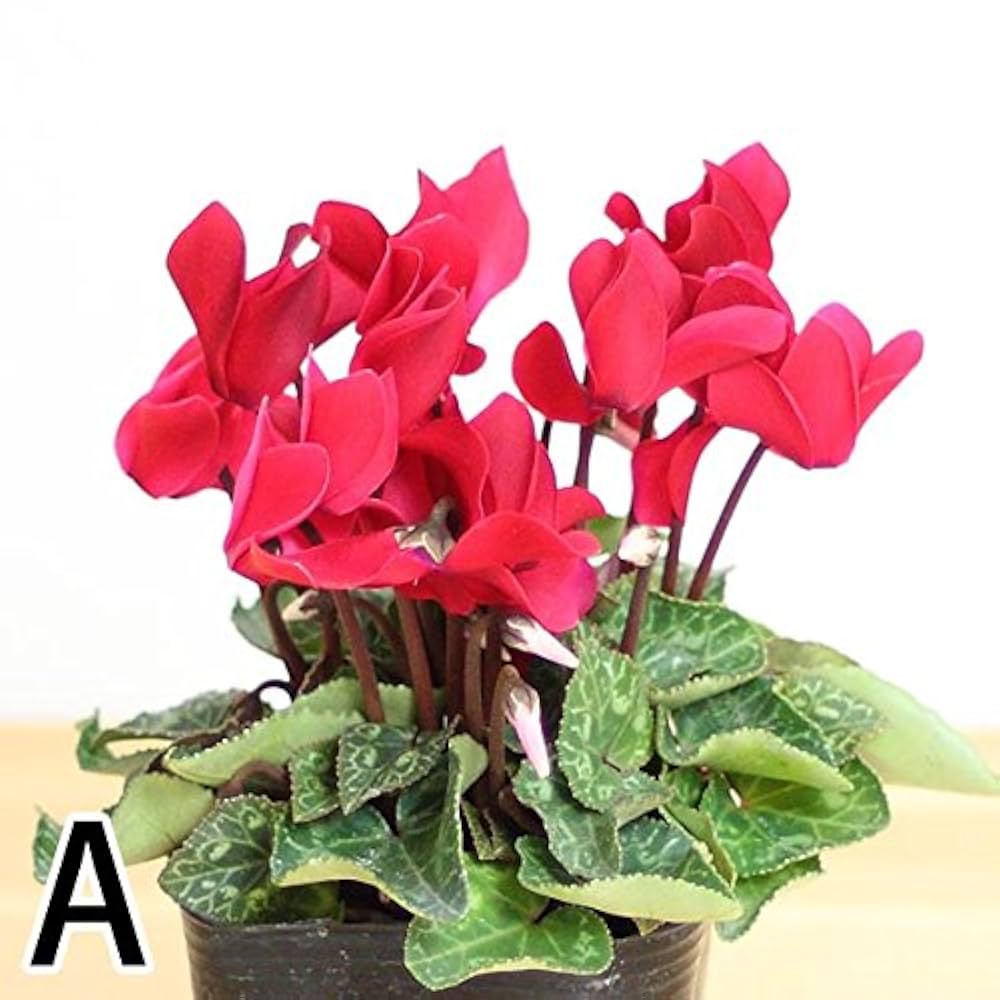 ＊桜＊　サンタクロース(大と小) とシクラメンの鉢植え3色セット 桜様専用＊ サンタクロース(大と小) とシクラメンの鉢植え3色セット