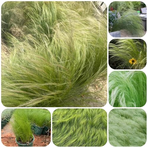 Semillas resistentes de hierba de plumas, Las plantas de jardín son plantas perennes resistentes. Stipa tenuissima, Las plantas de balcón son plantas perennes resistentes. semillas 400pcs