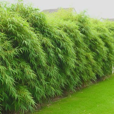 Amazon.com : Fargesia rufa Bamboo Live Plant  Green Panda Bamboo   Non-Invasive Clumping  Privacy Screen Hedge  13 Ft Tall : Grass Plants :  Patio, Lawn & Garden