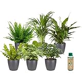 pflanzen DURCHDACHTES GESCHENK - Noch keine gute Geschenkidee? Unser Pflanzenset ist eine tolle Ergänzung für jeden Haushalt und damit die ultimative Überraschung zum Geburtstag oder Werbegeschenk!