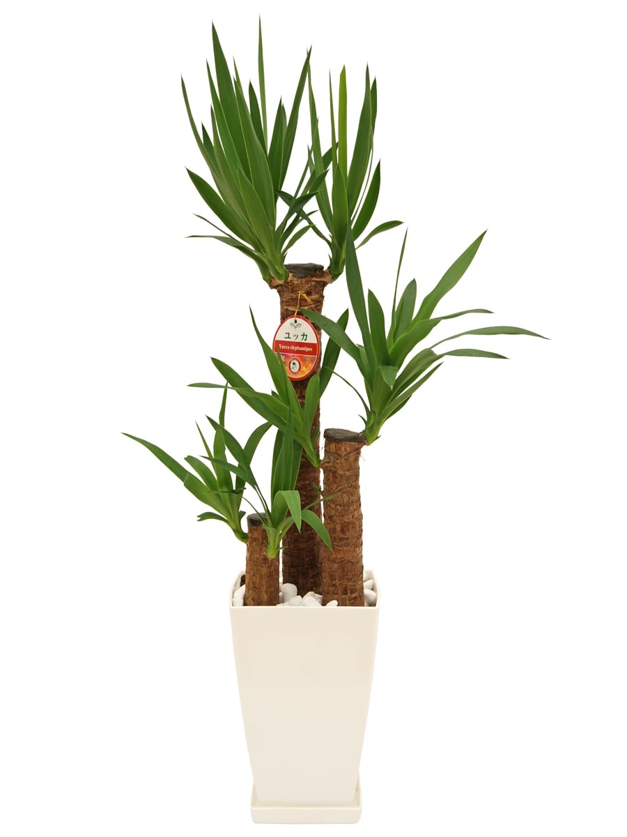 Amazon｜観葉植物 ユッカ7号 角プラ鉢 生産農家 青年の木 鉢付き