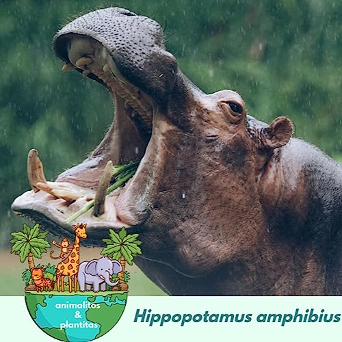 EP21 El lenguaje secreto de los hipopótamos