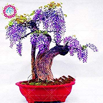 Graines de glycine japonaise Graines de glycine à fleurs rouges rares Graines de bonsaï Mini bonsaï Plante ornementale d'intérieur pour la décoration de la maison Paquet de 500 graines