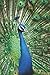 Pfau Notizbuch: Tagebuch / Notizbuch mit Pfau Bild als Motiv - 120 Seiten gepunktet (dotted) | A5 | Geschenk für Vogelfreunde