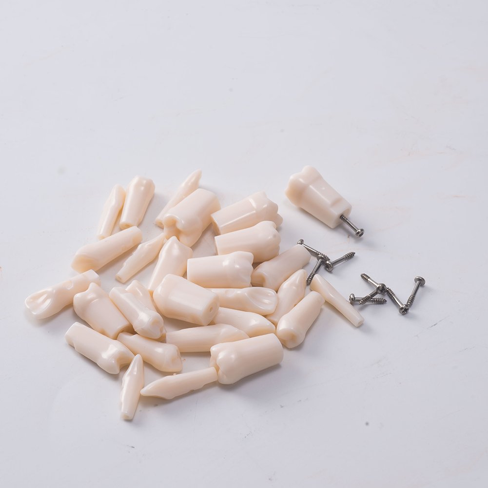 Easyinsmile Dental Denture Model Synthetic Resin Polymer False Teeth (28Pcs/set)