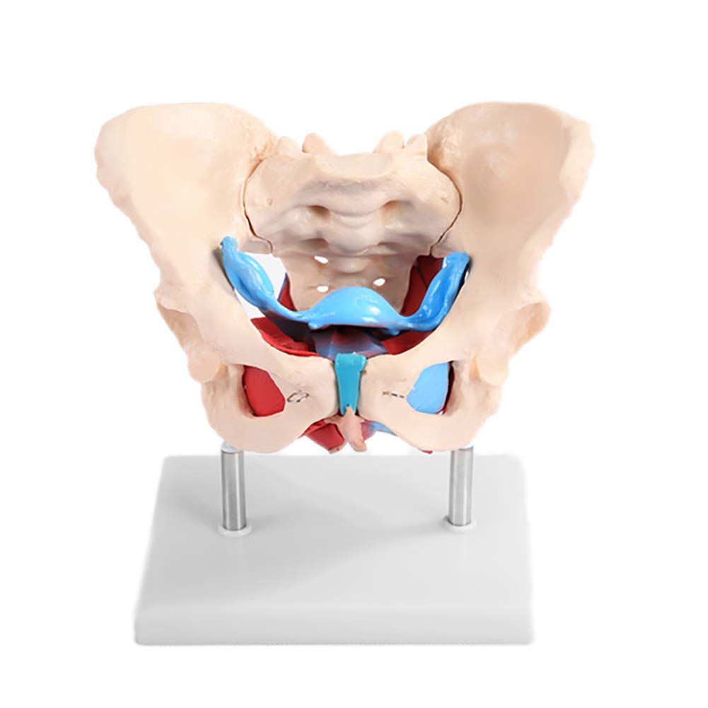 教育用解剖モデル 女性子宮の組み立てモデル 複合モデル 人体器官の