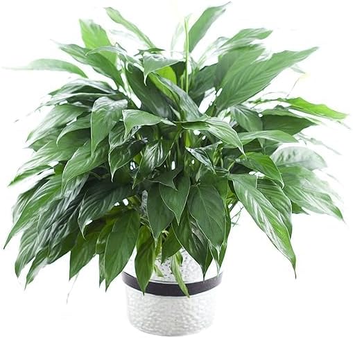 Large Purifying Peace Lily in 6 inch Pot - Fall Collection - KaBl...