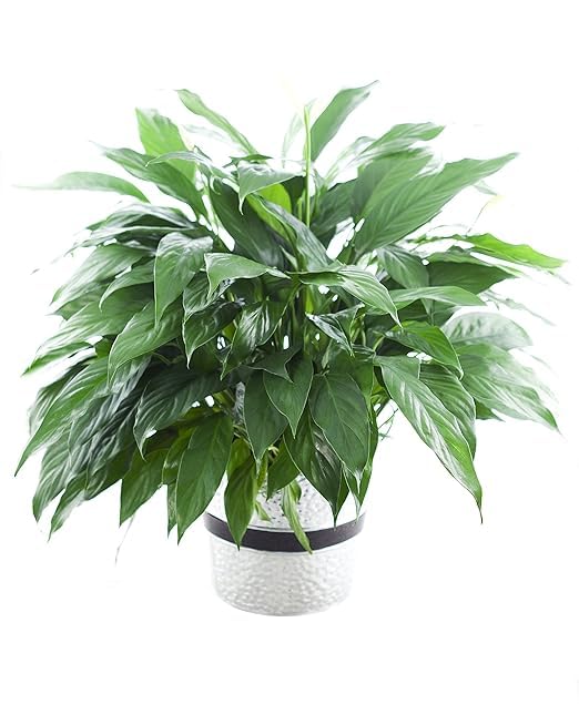 KaBloom Flowers - Peace Lily Plant in 6" pot Plant For Delivery Prime - Gift for Birthday, Sympathy, Anniversary, Get Well, Thank You, Valentine, Mother’s Day Plants