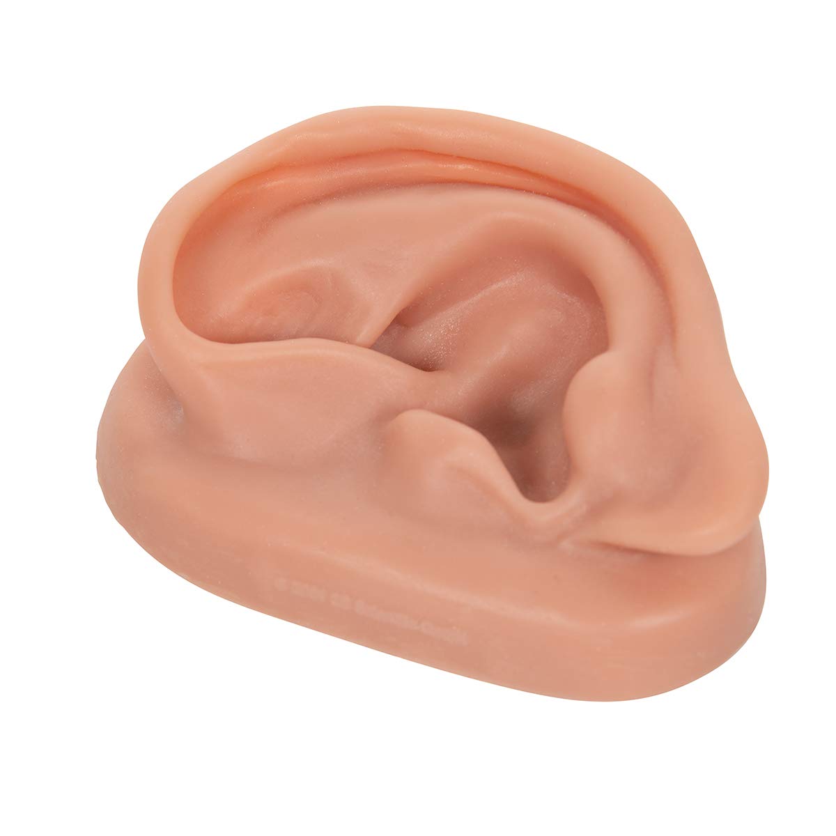3B Scientific 3B Acupuncture Ear, left