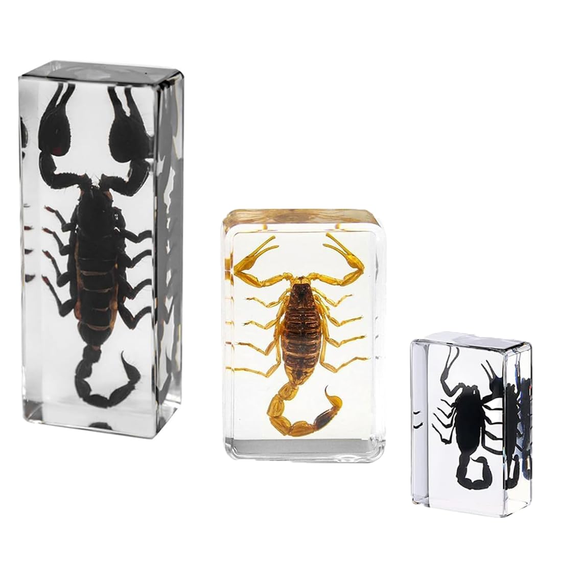 KSVMOAG 3 Pcs Insect In Resin Specimen, Real Scorpion Insect Artificial Amber Resin Specimen Science Classroom Taxidermy for Science