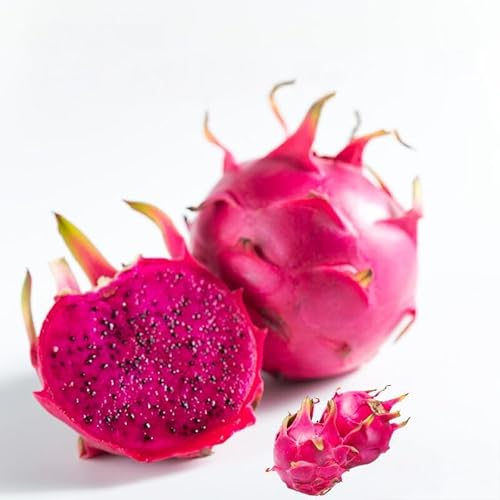 養本社のドラゴンフルーツ 4Lサイズ2個入 ※北海道・沖縄県・離島への配送不可 ※2026年6月中旬〜7月下旬頃に順次発送予定