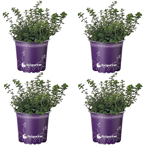 Orangen Thymian Pflanzen (Thymus citriodorus) – Aromatische Kräuter für Ihren Garten von florapartner – Frisch, gesund und vielseitig einsetzbar! 4er-Set