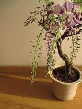藤盆栽 藤(1才藤)の盆栽を販売｜入門は盆栽妙 – 盆栽妙 本店