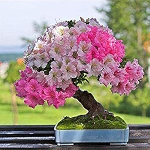 LLAVORS: 100 STK/Borsa Sakura Test de flors de sembra, japonès cirera floreix la Flor de Bonsai arbre de Sakura DIY & Plant Jardí: 10 stuks Sakura