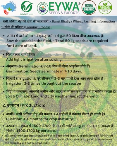 Image of Organic Bansi Wheat Grains Seeds (15 Kgs) | Bansi Bhaliya Gehu Ka Seeds | For Farming, Sowing & Agriculture Use | Produce of India | 100% Natural & Non-GMO | By Eywa