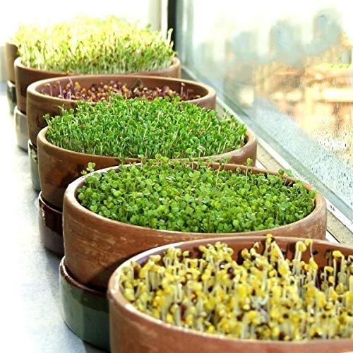 Joycity Microgreen Seeds Combo- Pack of 15 Varieties Of Microgreens (7300+ Seeds) For Home | Balcony | Terrace (B0CF9ZRX4T) Amazon Price History, Amazon Price Tracker