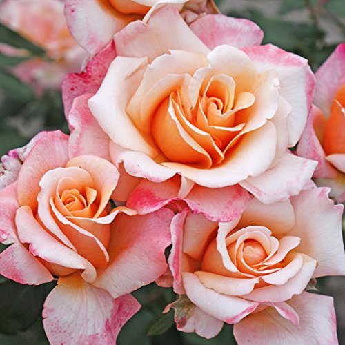 Kordes Rosen Oh Happy Day Edelrose, Cream Apricot, 12 x 12 x 40 cm