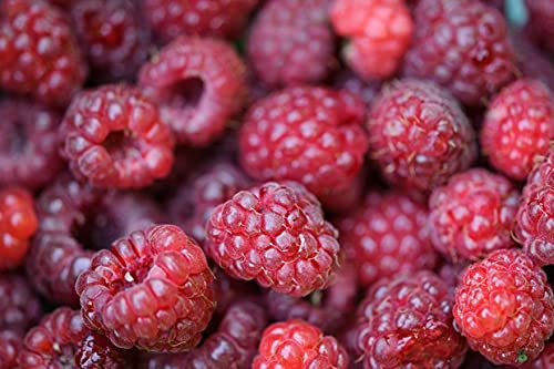 Royal Paradise Garden HARDY Raspberry Valentina Beautiful apricot pink-coloured fruits 30 Seeds (B094NSHB6T) Amazon Price History, Amazon Price Tracker
