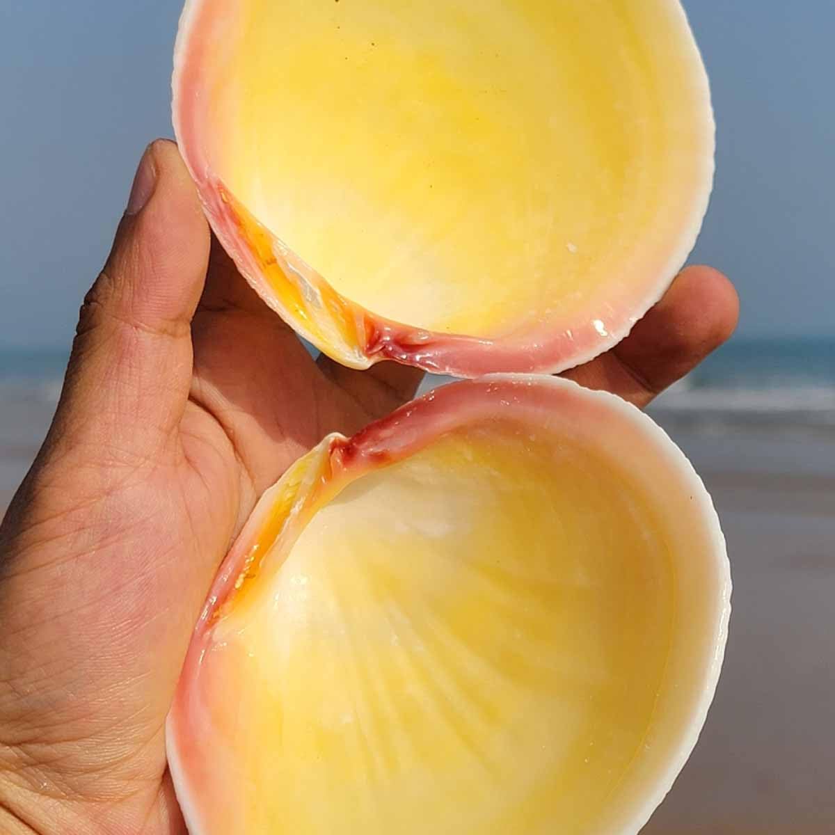 Conchiglie Naturali di Grandi Dimensioni, 9-11 cm for Decorazioni Nuziali, Feste a Tema Spiaggia, for la casa, Artigianato Fai da Te
