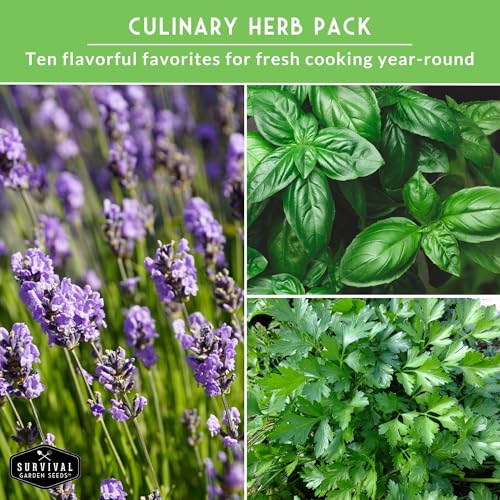 Herb Seeds Variety Pack | 10 Culinary Herbs for Planting – Basil, Cilantro, Lavender, Dill, Parsley, Oregano, Thyme, Sage, Chives, Marjoram – Indoor Kitchen Herb Kit – Survival Garden Seeds - Image 5