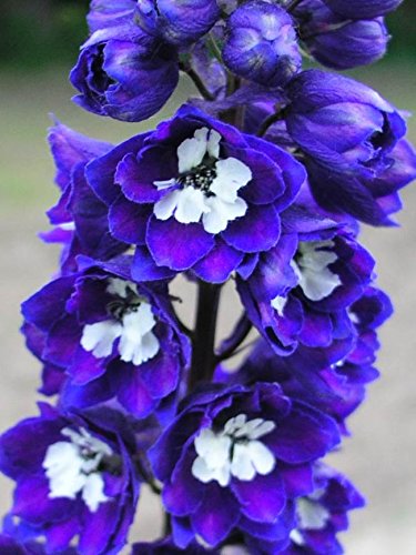 Delphinium Dark Blue White Bee, 6 Hardy Perennial Plants in 9cm Pots, Ready to Plant Out