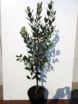 逸品。特大フェイジョア マンモス2.2M(鉢底から) 逸品。特大