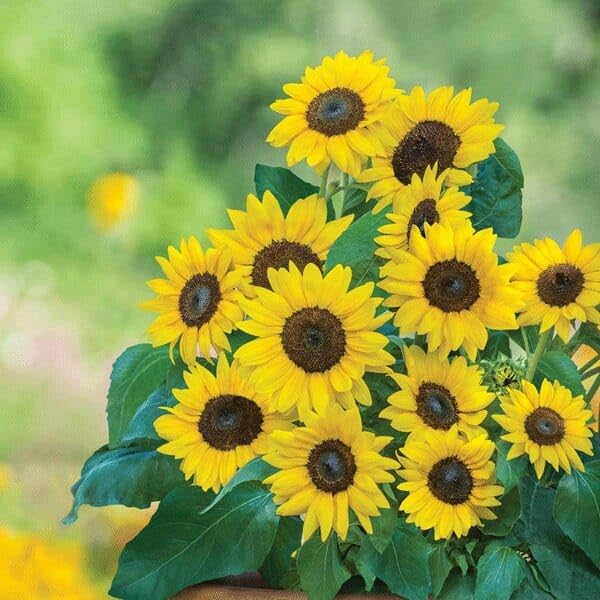 Miniature Sunflower Seeds Easy-to-Grow Dwarf Sunflowers for Garden Beds Containers Patio Balcony and Outdoor Planting