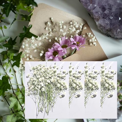 96 unidades de flores secas de flor de bebé blanca miniatura 1