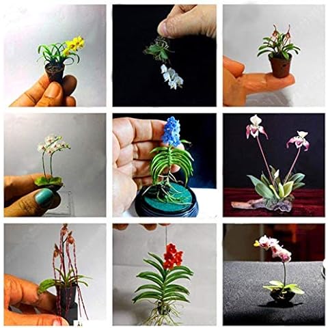 yanbirdfx Green Plants,100PCS Rare Mini Orchid Seeds Seed Flower Phalaenopsis Indoor Miniature Garden Cover