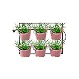 Watex WX061 Mounted Green Wall, Salmon Rose Vertical Planter, Pink