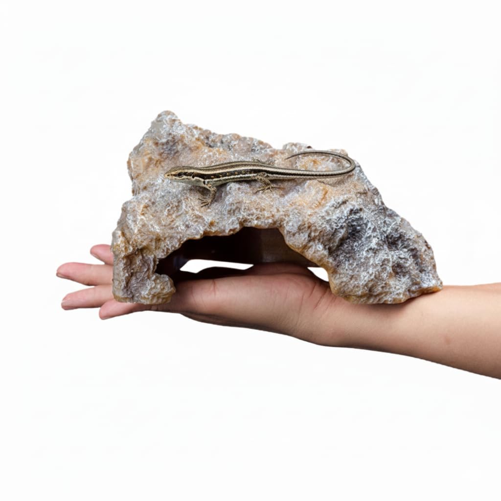 Amazon | Archnote 爬虫類 レオパ シェルター トカゲ カナヘビ 亀