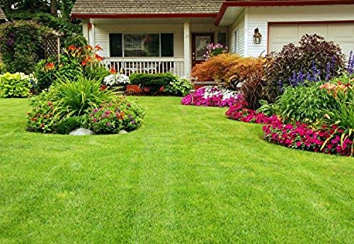Cynodon dactylon, Bermuda grass, Lawn Grass, Durva grass, Scutch grass Seeds For Gardening - Pack of 2000 Seeds