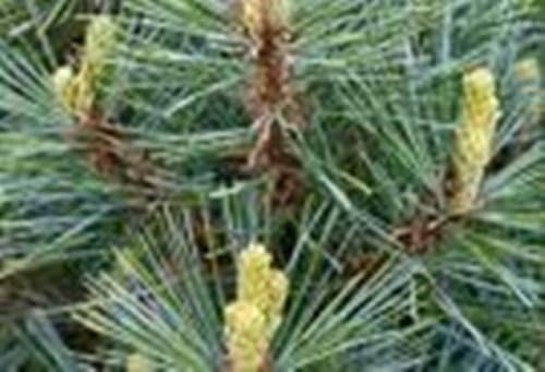 Miniatura 6 de Landscape Items - Surtido de plántulas de trasplante de hoja perenne de 6 a 25 pulgadas de alto, cantidad 8