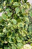 Hydrangea petiolaris 'Miranda' 60-80 cm - Kletterhortensie, cremeweiße Blüten, Blütezeit Juni-Juli, ideal für Mauern und Zäune, winterhart und pflegeleicht