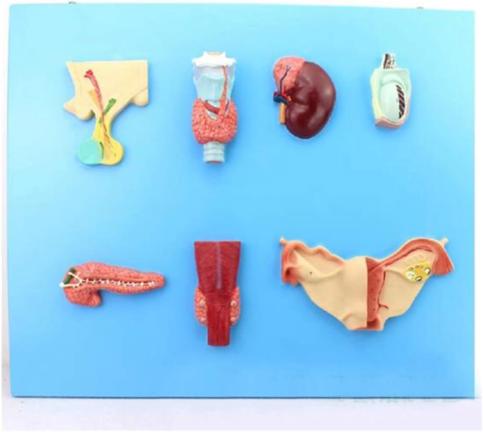 MYIME Medical Teaching Tool Human Endocrine System Model Pituitary Pineal Gland Thyroid Parathyroid Gland And Adrenal Gland Anatomical Model LEOWE
