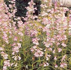 Penstemon gracilis 5,000 Semillas