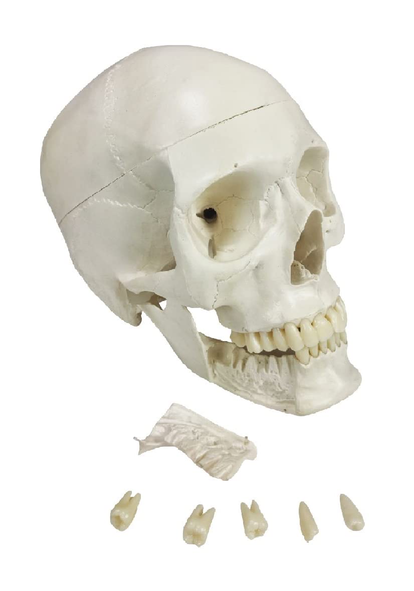 ZX | Human Skull Model with Removable Lower teeth, Life Size, PVC, with detailed key card | Anatomical Model | Ideal for doctors and students for medical and patient education | Bones and Skeleton (B09YH197T6) Amazon Price History, Amazon Price Tracker