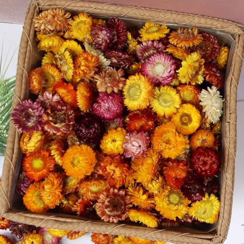 Natural Dried Flowers for Crafts, 45-60 Pcs Mixed...