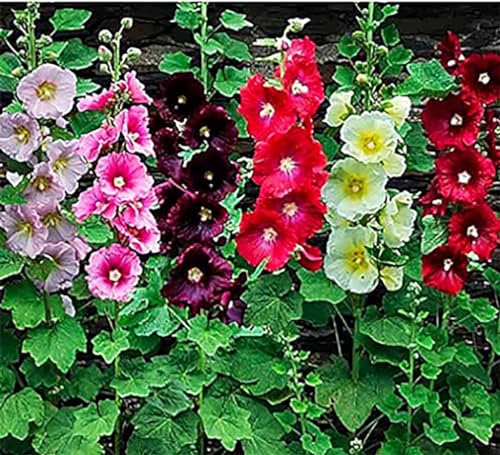 Hollyhock Single Mixed Colors - 250 Seeds - Long Blooming Period in All Zones