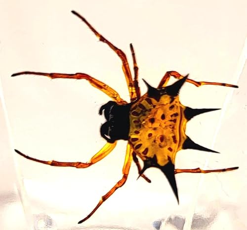 Miniatura 8 de Escorpión negro real de 1.732 pulgadas en resina de lucita cristalina, artrópodos preservados, colección de manualidades de taxidermia para